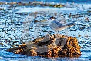 Sterne huppÃ©e - Thalasseus bergii perched on a rock in Rockingham