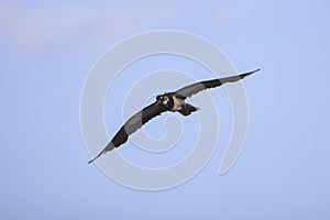 Sternidae fly in the sky