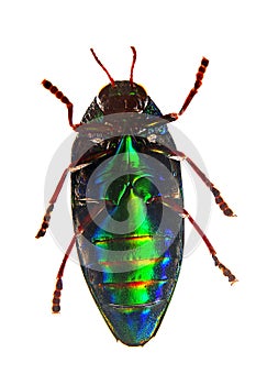 Sternocera aequisignata beetle bottom view. Isolated on white.