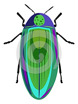 Sternocera asiatica firefly cockroach vector illustration