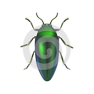 Sternocera bug on white background