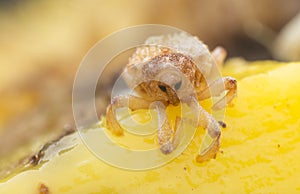 Sternochetus mangiferae infesting the ripe mango flesh. photo