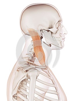 The sternocleidomastoid