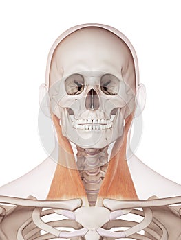 The sternocleidomastoid
