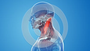 Sternocleidomastoid Muscles pain and injury