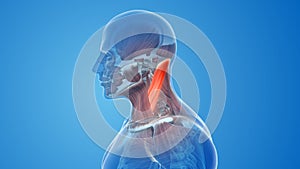 Sternocleidomastoid Muscles pain and injury