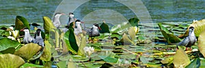 Sterns at nest on lotus flower on Danube delta