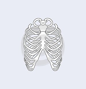 Sternum Bones Ribs White, Vector Illustration photo