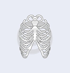 Sternum Bones Ribs White, Vector Illustration