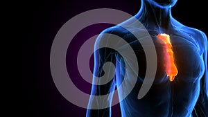 3d illustration of human muscle sternum bone anatomy