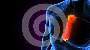 3d illustration of human muscle sternum bone anatomy