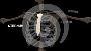Human Chest bone Sternum or Breastbone photo