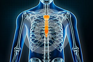 Sternum or breastbone and manubrium bones x-ray. Osteology of the human skeleton 3D rendering illustration. Anatomy, medical,