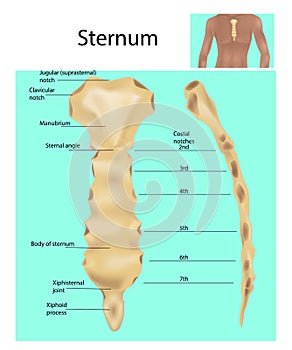 Structure of the Sternum or breastbone.