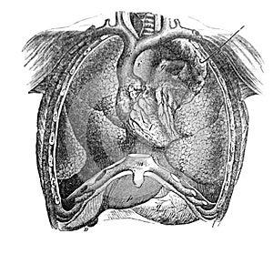 The sternum in front with lungs and heart in the old book The Human Body, by K. Bock, 1870, St. Petersburg
