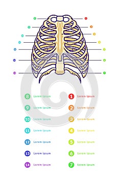 sternum infographic vector template with text of various color