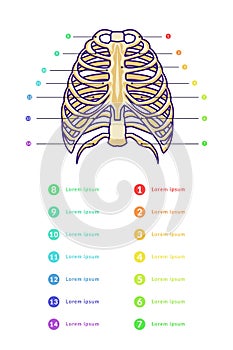 sternum infographic vector template with text of various color photo