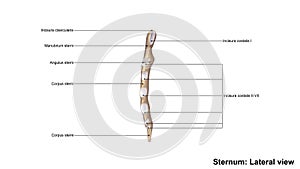 Sternum Lateral view