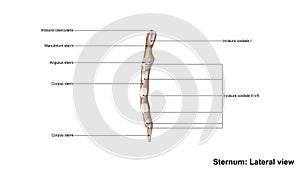 Sternum Lateral view photo