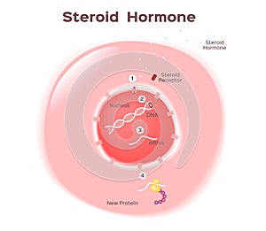 Steroid hormone in human