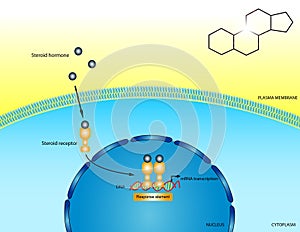 Steroid hormones