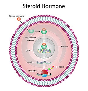 Steroid hormones response mechanism of action