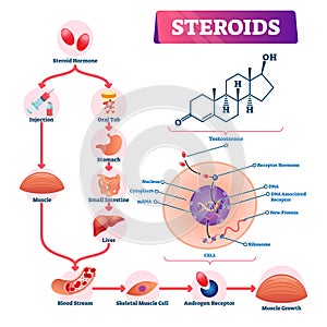 Steroids vector illustration. Labeled strength hormone explanation scheme.