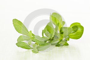 Steva sugar leaf.