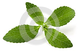 Stevia photo