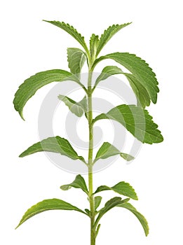 Stevia