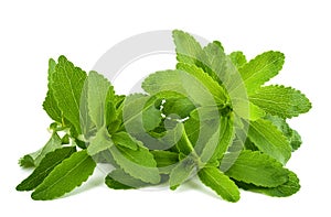 Stevia