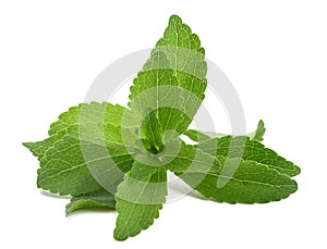 Stevia