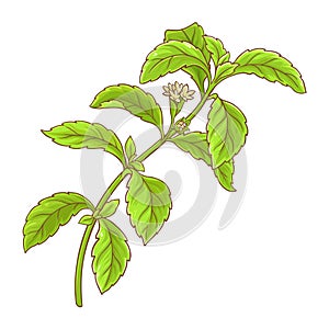 Stevia Branch Colored Detailed Illustration