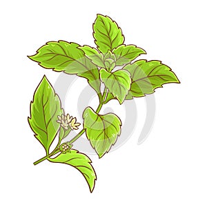 Stevia Branch with Flowers Colored Illustration