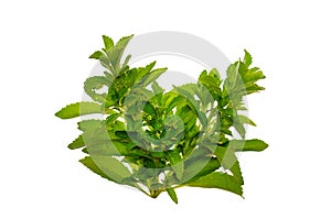 stevia bunch isolated on white background.Stevia rebaudiana.Food grade vegetable sweetener.Vegetable sweetener