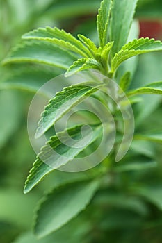 Stevia cultivation.dietary sweetener.Harmless sweets. Diet healthy food ingredient. Low Calorie Vegetable Sweetener