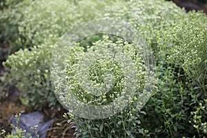 a stevia field with flowers