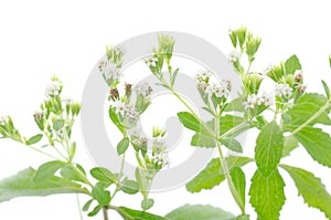 Stevia flower