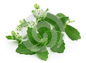 Stevia with flower