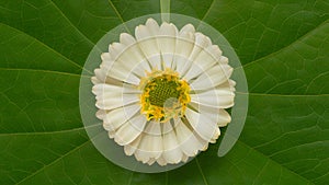 Stevia flower, natural sugar substitute, isolated over white background