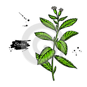 Stevia flower vector drawing. Herbal sketch of sweetener sugar substitute. photo