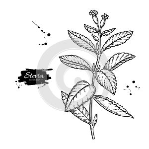 Stevia flower vector drawing. Herbal sketch of sweetener sugar substitute. Vintage engraved illustration