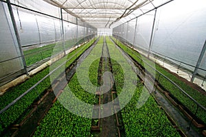 Stevia in greenhouse photo