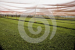 Stevia in greenhouse