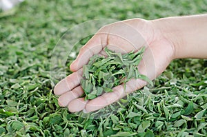 Stevia in hand