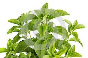 Stevia herb photo