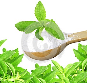 Stevia herb and extract powder in wooden spoon on white background