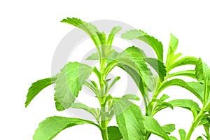 Stevia herb in pure white background