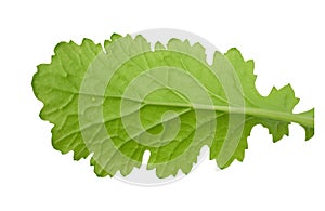 Stevia leaf