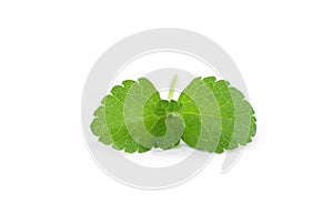 Stevia leaf